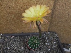 Echinopsis hybrid pot 5,5 cm - 12405451
