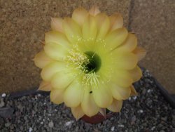Echinopsis hybrid pot 5,5 cm - 12405452