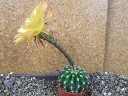 Echinopsis hybrid pot 5,5 cm - 12405453