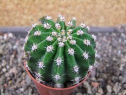 Echinopsis hybrid pot 5,5 cm - 12405454