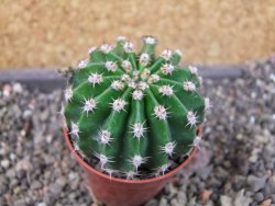 Echinopsis hybrid pot 5,5 cm - 12405455