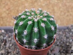 Echinopsis hybrid pot 5,5 cm - 12405456