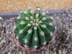 Echinopsis hybrid pot 5,5 cm - 12405457