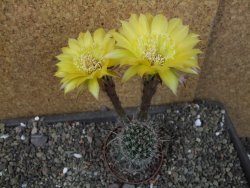Echinopsis hybrid pot 7 cm - 12405459