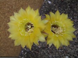 Echinopsis hybrid pot 7 cm - 12405460