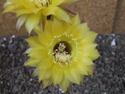 Echinopsis hybrid pot 7 cm - 12405461