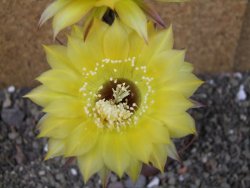 Echinopsis hybrid pot 7 cm - 12405462
