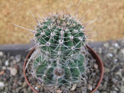 Echinopsis hybrid pot 7 cm - 12405463