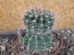 Echinopsis hybrid pot 7 cm - 12405464