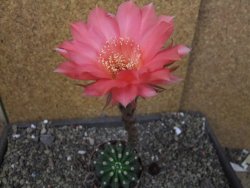 Echinopsis hybrid pot 7 cm - 12405465