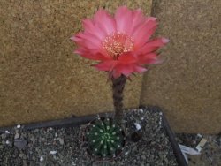 Echinopsis hybrid pot 7 cm - 12405466
