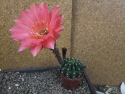 Echinopsis hybrid pot 7 cm - 12405468