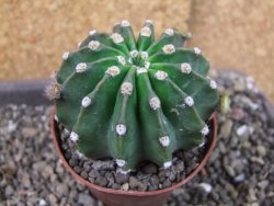 Echinopsis hybrid pot 7 cm - 12405470