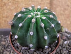 Echinopsis hybrid pot 7 cm - 12405471