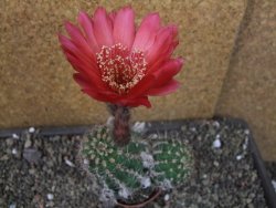 Echinopsis x Trichocereus (Lobivia) pot 6,5 cm - 12405472