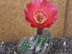 Echinopsis x Trichocereus (Lobivia) pot 6,5 cm - 12405474