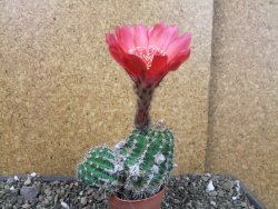 Echinopsis x Trichocereus (Lobivia) pot 6,5 cm - 12405475