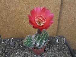 Echinopsis x Trichocereus (Lobivia) pot 6,5 cm - 12405476