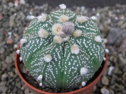 Astrophytum  capricorne X red červený květ, akabana, pot 5,5 cm - 12405480