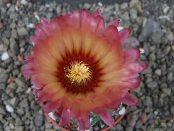 Astrophytum  capricorne X red červený květ, akabana, pot 5,5 cm - 12405486
