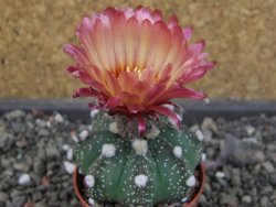 Astrophytum  capricorne X red červený květ, akabana, pot 5,5 cm - 12405487