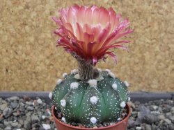 Astrophytum  capricorne X red červený květ, akabana, pot 5,5 cm - 12405488