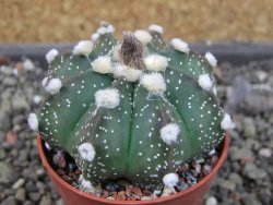 Astrophytum  capricorne X red červený květ, akabana, pot 5,5 cm - 12405489
