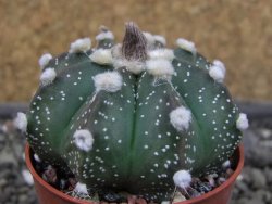 Astrophytum  capricorne X red červený květ, akabana, pot 5,5 cm - 12405490