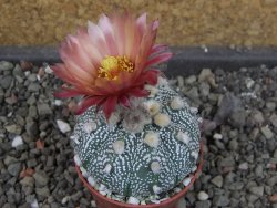 Astrophytum  capricorne X red červený květ, akabana, pot 5,5 cm - 12405491