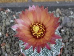 Astrophytum  capricorne X red červený květ, akabana, pot 5,5 cm