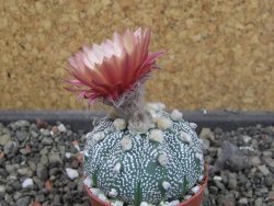 Astrophytum  capricorne X red červený květ, akabana, pot 5,5 cm - 12405493