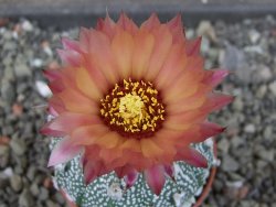 Astrophytum  capricorne X red červený květ, akabana, pot 5,5 cm - 12405494
