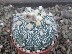 Astrophytum  capricorne X red červený květ, akabana, pot 5,5 cm - 12405495