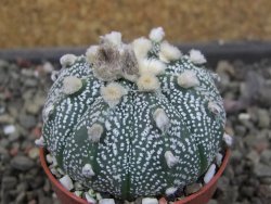Astrophytum  capricorne X red červený květ, akabana, pot 5,5 cm - 12405496