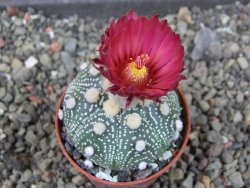 Astrophytum asterias X red červený květ, akabana, pot 5,5 cm