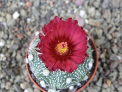 Astrophytum asterias X red červený květ, akabana, pot 5,5 cm - 12405506