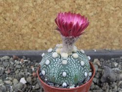 Astrophytum asterias X red červený květ, akabana, pot 5,5 cm - 12405507