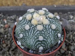 Astrophytum asterias X red červený květ, akabana, pot 5,5 cm - 12405508
