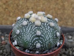 Astrophytum asterias X red červený květ, akabana, pot 5,5 cm - 12405509