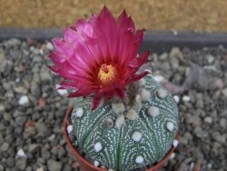 Astrophytum asterias X red červený květ, akabana, pot 5,5 cm - 12405516