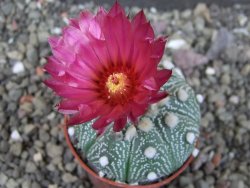 Astrophytum asterias X red červený květ, akabana, pot 5,5 cm - 12405517