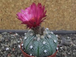 Astrophytum asterias X red červený květ, akabana, pot 5,5 cm - 12405518