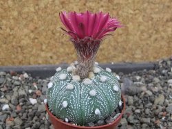 Astrophytum asterias X red červený květ, akabana, pot 5,5 cm - 12405520
