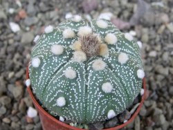 Astrophytum asterias X red červený květ, akabana, pot 5,5 cm - 12405521