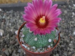 Astrophytum asterias X red červený květ, akabana, pot 5,5 cm