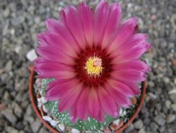 Astrophytum asterias X red červený květ, akabana, pot 5,5 cm - 12405524