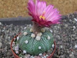 Astrophytum asterias X red červený květ, akabana, pot 5,5 cm - 12405525