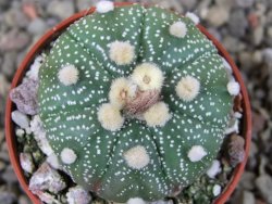 Astrophytum asterias X red červený květ, akabana, pot 5,5 cm - 12405526