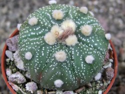 Astrophytum asterias X red červený květ, akabana, pot 5,5 cm - 12405527