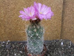 Thelocactus bicolor bolaensis Cerro Bola pot 7 cm - 12405529